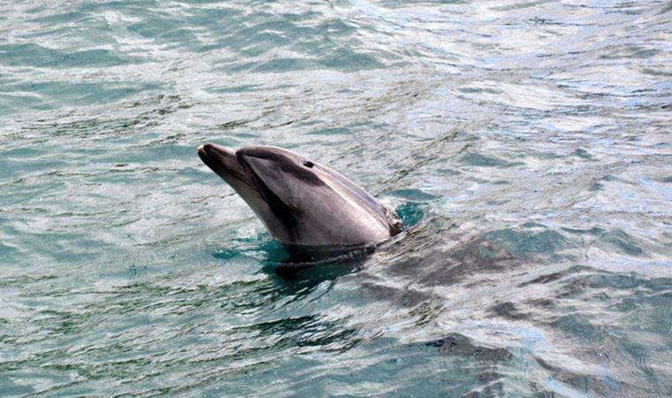 Karadeniz'de tedirgin eden görüntü: Yunus ölümleri artıyor