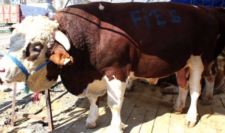 Dana vereminde korkutan artış!