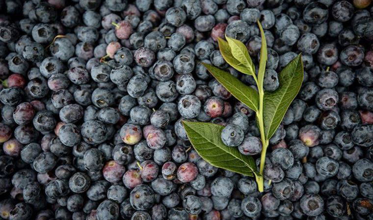 Tek tek elle toplanıyor, kilosu 360 TL'ye kadar çıkıyor