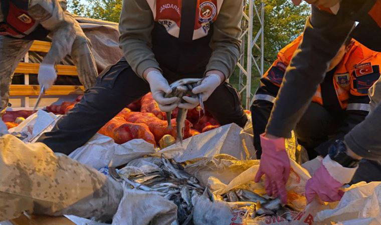 Van'da kaçak avlanan 11 ton 'inci kefali' ele geçirildi