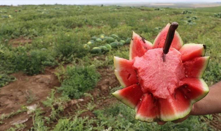 Tescilli Adana karpuzunda hasat gecikmeli başladı