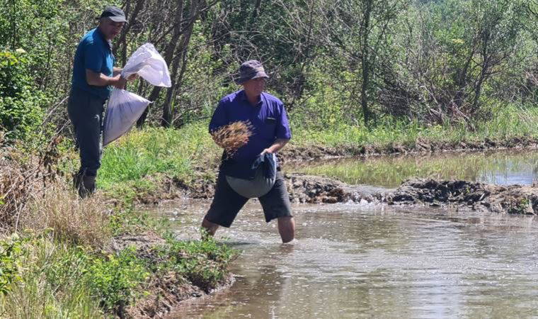 Çiftçilerin meşakkatli ‘çeltik’ ekimi 10 gün gecikmeli başladı
