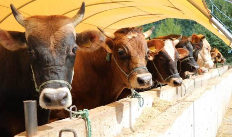 Kurbanlık fiyatları belli oldu