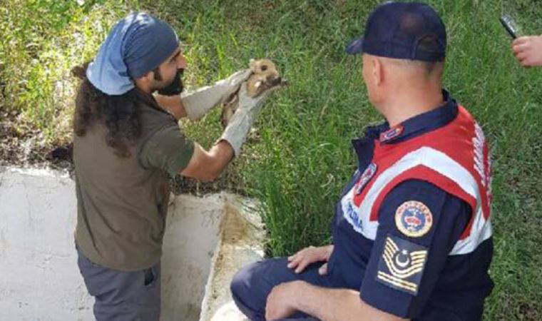 Boş havuza düşen domuz yavruları kurtarıldı