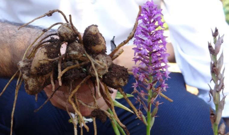 Tazesinin kilosu 300, tozu bin 800 TL (25 Mayıs 2022) (Video Haber)