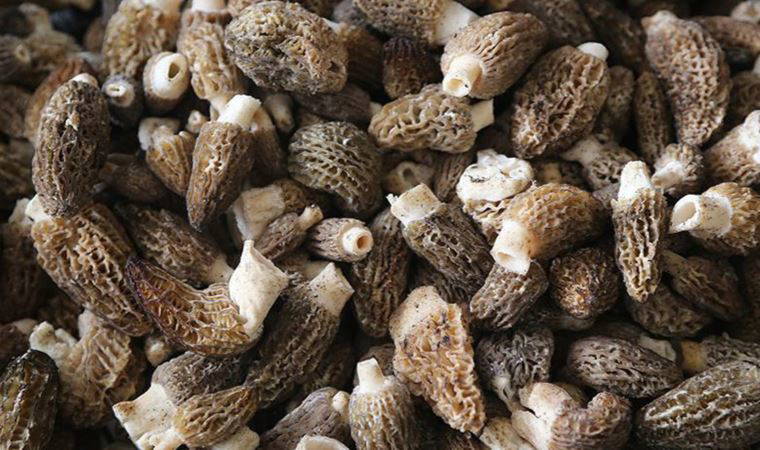 Kuzugöbeği mantarının fiyatı altınla yarışıyor