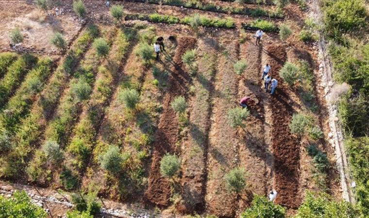Mersin'de Toros Dağları'nın eteklerinde salep orkidesi hasadı başladı