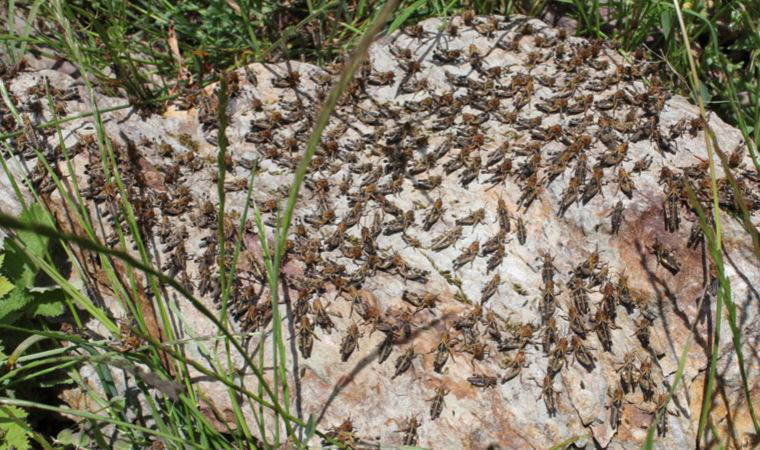 'Daha önce böyle bir şeyle karşılaşmadık'
