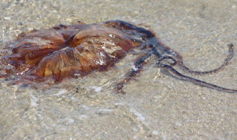 Dünyanın en zehirli türlerinden biri! Tekirdağ kıyılarında görüldü (25 Mayıs 2022)