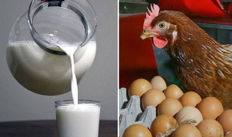 Yumurta, tavuk, süt ürünlerinde salmonella tehdidi