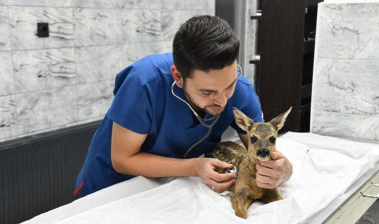 Balıkesir’de ayağı kırık karaca tedavi edildi