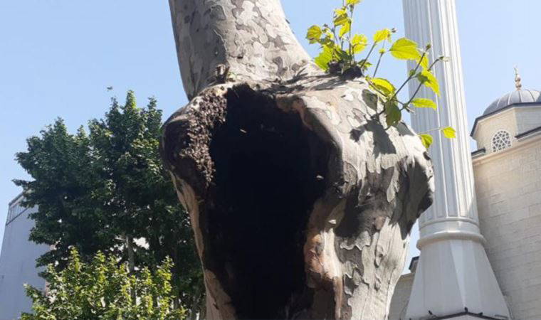 Pendik’te şaşırtan görüntü: Arılar ağaç kovuğuna yuva yaptı