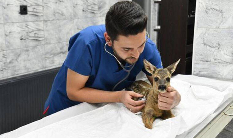 Balıkesir'de ayağı kırık bulunan karaca tedavi edildi