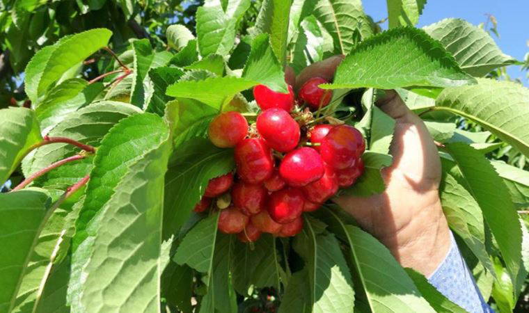 Marketlerde turfanda kirazın fiyatı tarlanın iki katı