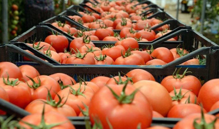 Antalya'da serada 40 dereceye yaklaşan sıcaklıkta domates hasadı