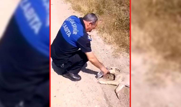 Zabıta memuru, baygınlık geçiren köpeğe su içirdi