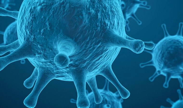 İspanya'da maymun çiçeği vakaları 84'e çıktı