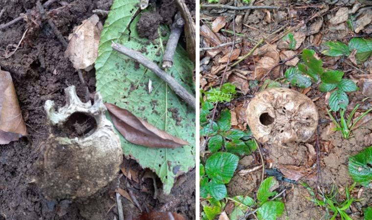 Gümüşhane'de gizemli olay: Ormanda 'insan kafatası' ve 'kemikleri' bulundu