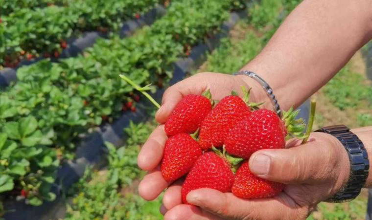 'Kırmızı elmasın' ilk hasat başladı