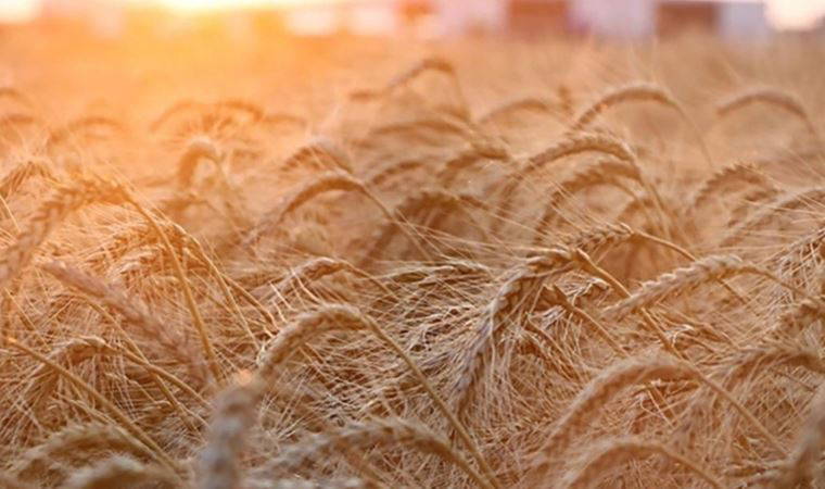 Rusya, pirinç ihracatını yasaklamaya hazırlanıyor