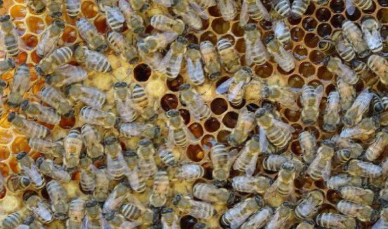 Arı Yetiştiricileri Birliği Yönetim Kurulu Başkanı: Arıcılarımız zor durumda