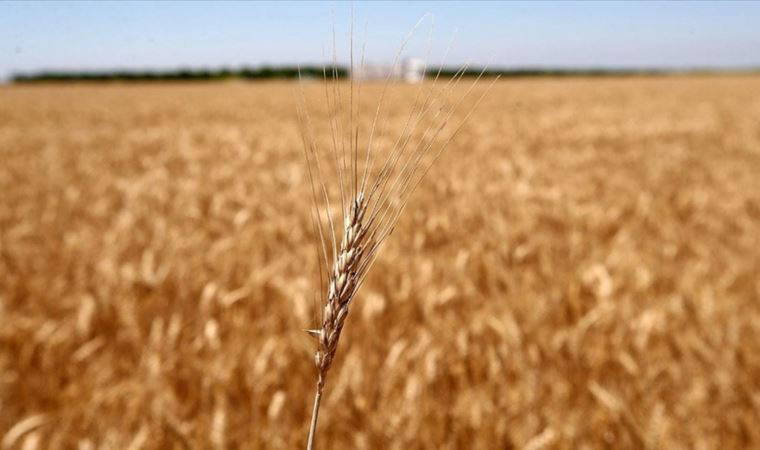 Zelenski'den tahıl uyarısı: Temmuz'da felaketin büyüklüğünü anlayacaksınız