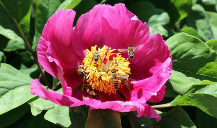 Andırın'da beklenen dönem geldi