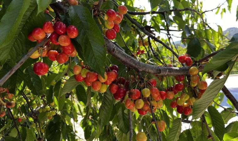 Kuşadası’nda kiraz hasadı başladı
