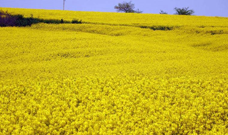 Ayçiçeğine alternatif olarak sunulmuştu