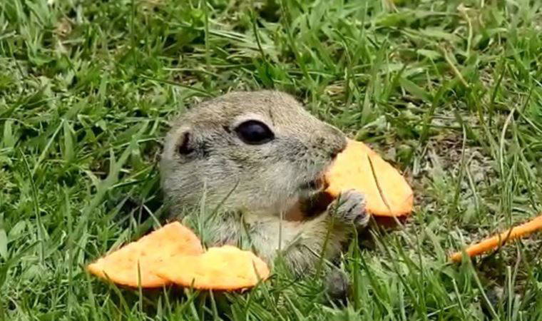 Kraker yiyen sincap, objektife yansıdı