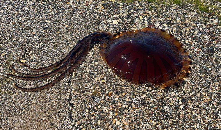 Marmara Denizi'nde 'Pusula denizanası' tehdidi: 'Temas eden bölgeyi sirkeyle yıkayın'