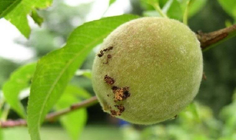 Şeftalide doğu meyve güvesi tehlikesi: "Yoğun miktarda rastlandı"