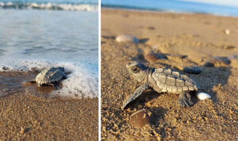 Caretta carettalar bu yıl iki hafta gecikti: Toplam yuva sayısı 35 oldu