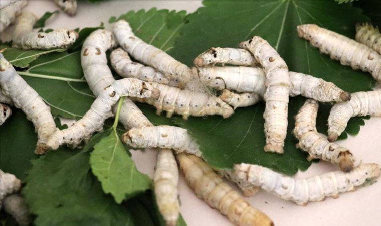 İpekböcekçiliğinde 40 günde 20 bin TL gelir