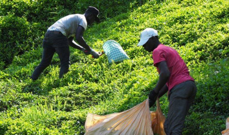Afrikalı işçiler bu yıl da çay hasadında: 'Milli servetimiz ülke dışına gidiyor' (30 Mayıs 2022) (Video Haber)