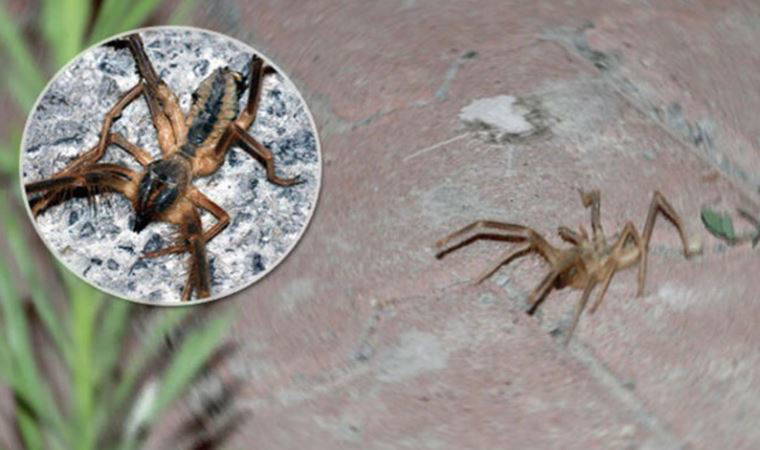 Elazığ'da 'et yiyen örümcek' görüldü