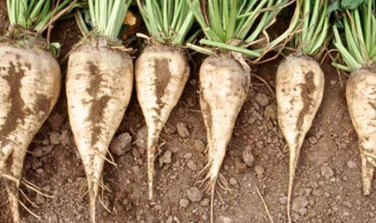 Pancar Şekeri Üreticileri Derneği'nden 'makul fiyat' açıklaması