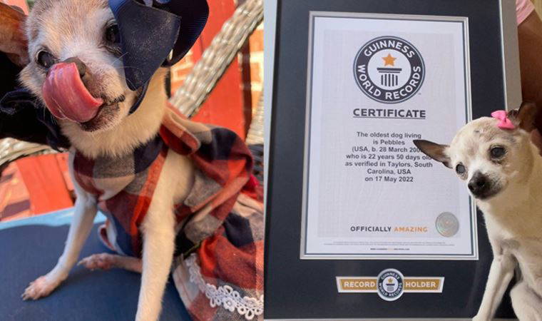 'Dünyanın en yaşlı köpeği' Pebbles, 22 yaşında Guinness Rekorlar Kitabı’na girdi