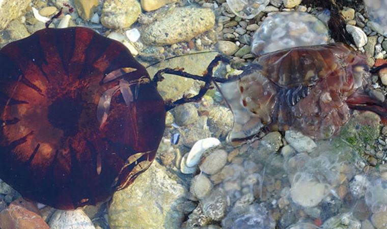 Marmara Denizi'ni istila ettiler: Uzmanlar ‘pusula denizanaları'na karşı uyardı