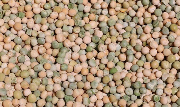 Adana'da geliştirilen iki kuru bezelye çeşidinin hasadı yapıldı