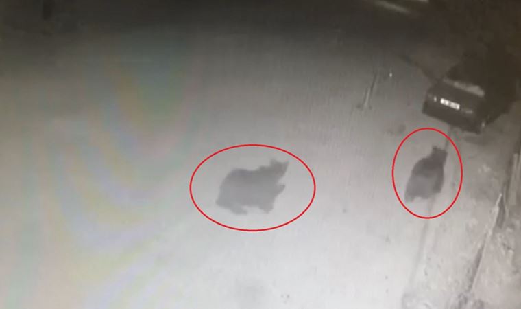 Bursa şehir merkezinde ayı paniği: Burun buruna geldiler (04 Mayıs 2022) (Video Haber)