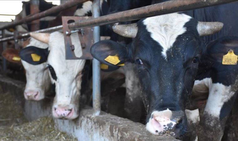 Süt üreticisi isyan etti: Faturaları hayvanları eksilterek ödüyoruz (05 Mayıs 2022)