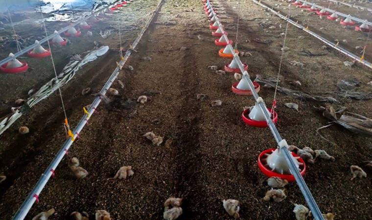 Tavuk çiftliğinde yangın: Binlerce civciv öldü