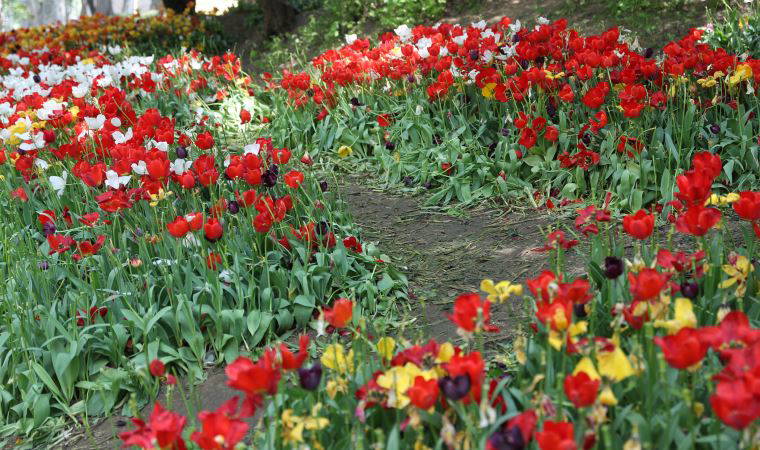 Gülhane Parkı'nda 'Lale bayramı' erken bitti