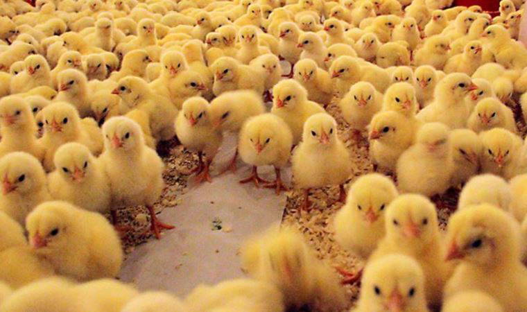 Görenleri hayrete düşürdü: Yumurtadan 4 ayaklı civciv çıktı (06 Mayıs 2022)