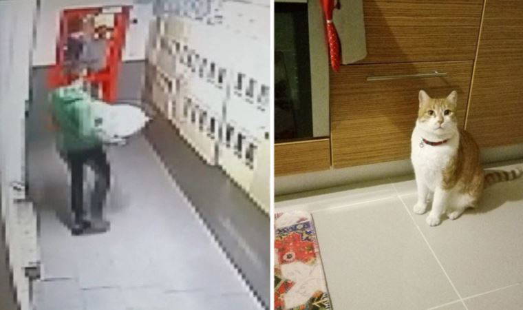 Esenyurt'ta 'kedi' tartışması: 'Kafese koyup boş bir arsaya bıraktık'