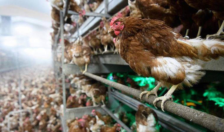 Kanada’da kuş gribi nedeniyle bugüne kadar 1.7 milyon kanatlı hayvan öldürüldü