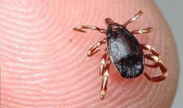 Bu belirtiler varsa dikkat: Uzmanlar kenelere karşı uyardı