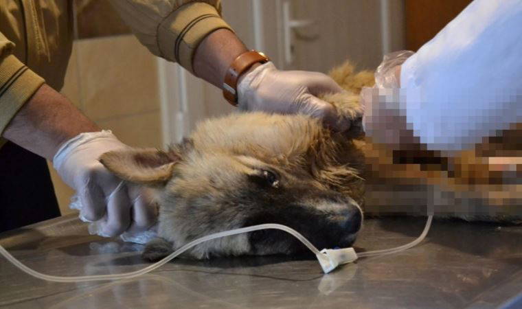 Manisa'da vahşet: Köpekleri tarım ilaçlı tavuk etiyle öldürmüşler!