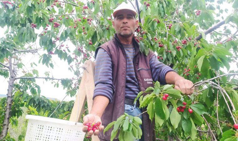 Mersin'de turfanda kiraz hasadı; kilosu 1000 TL